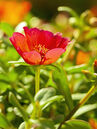 Die Urform des Portulakröschens trägt leuchtend rote Blüten, es ist mittlerweile aber in vielen verschiedenen Farben erhältlich.