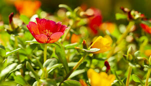 Portulakröschen – Portulaca grandiflora