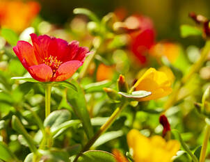 Portulakröschen – Portulaca grandiflora