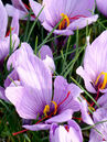 Die violetten Blüten der Safranpflanze erscheinen im Herbst, von September bis Oktober. In ihnen bilden sich auch die roten Narbenäste, aus denen das Safrangewürz gewonnen wird. 