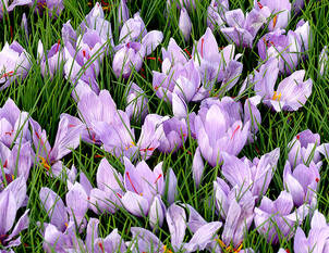 Safran – Crocus sativus