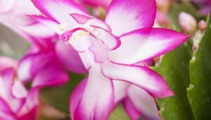 Schlumbergera – Weihnachtskaktus