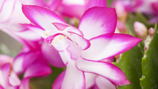 Die Blüten erscheinen von November bis Januar an den Spitzen der Triebabschnitte in einer ausgeprägten Blütenröhre, die eine Länge von bis zu 10 cm erreichen kann.