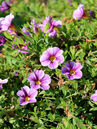 Calibrachoa 'Noa Violet Glint'