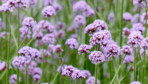 Sommerblumen in XL-Qualität