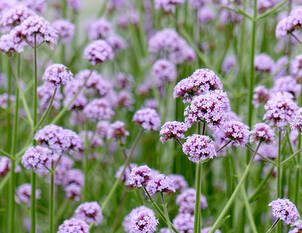 Sommerblumen in XL-Qualität