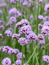 Verbena bonariensis 'Purple Tower'
