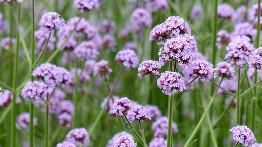 Verbena bonariensis 'Purple Tower'