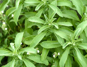 Süsskraut – Stevia rebaudiana 