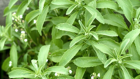 Die Blüten von Stevia sind weiss, klein und eher unscheinbar. Dafür haben es die Blätter in sich!