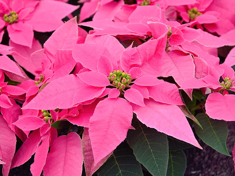 weihnachtsstern euphorbia pulcherrima hauenstein ag
