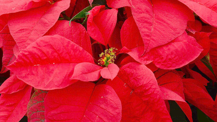 Weihnachtsstern Euphorbia Pulcherrima Hauenstein Ag
