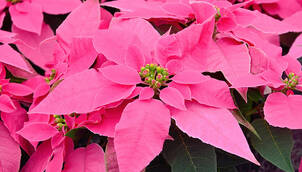 Weihnachtsstern – Euphorbia pulcherrima