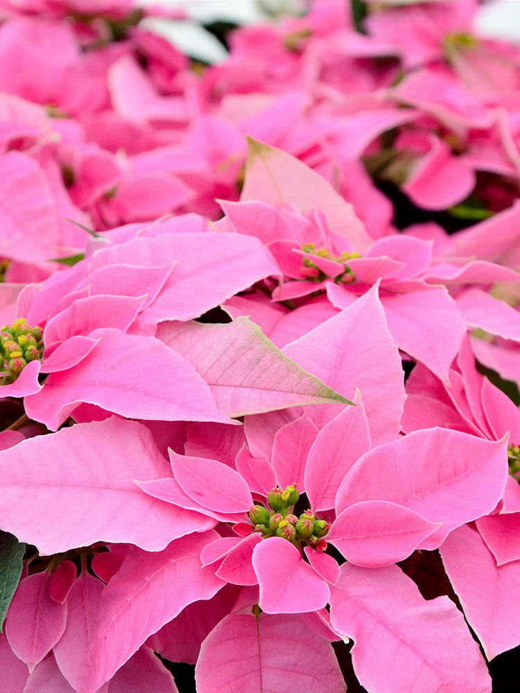 Weihnachtsstern  Euphorbia pulcherrima | Hauenstein AG