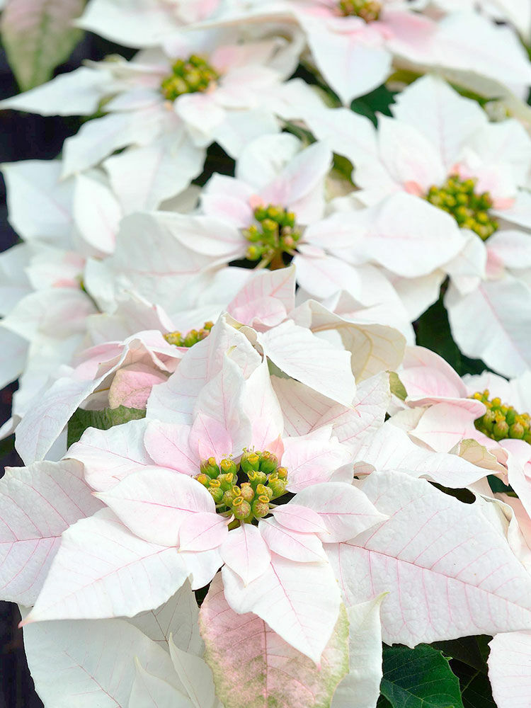 Weihnachtsstern  Euphorbia pulcherrima | Hauenstein AG