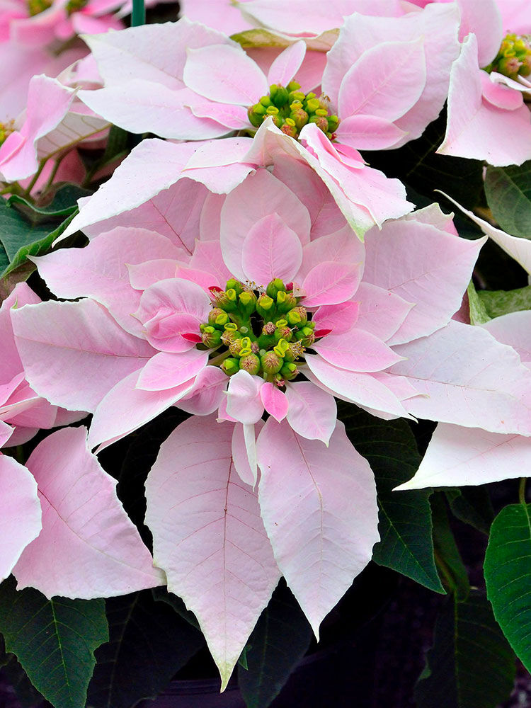 Weihnachtsstern  Euphorbia pulcherrima | Hauenstein AG