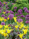 Allium aflatunense Purple Sensation und Tulipa West Point