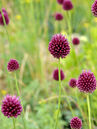 Allium sphaerocephalon  Foto © PlantaPro