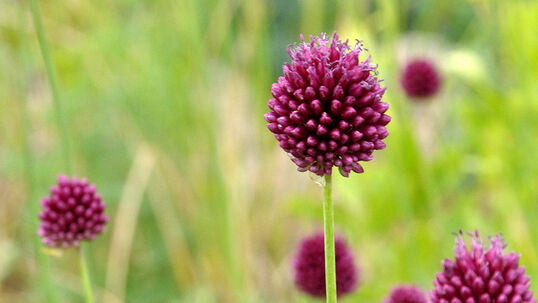 Allium sphaerocephalon Foto © PlantaPro