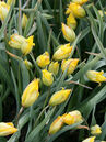 Tulipa sylvestris