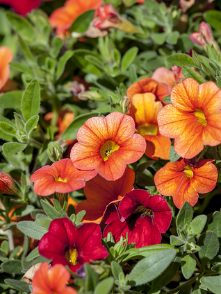 Lange Zeit wurde das Zauberglöckchen in die Gattung der Petunien eingeordnet. Heute ist bekannt, dass es sich um unterschiedliche Gattungen handelt, die in engem Verwandtschaftsgrad stehen.