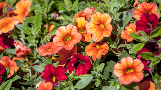 Lange Zeit wurde das Zauberglöckchen in die Gattung der Petunien eingeordnet. Heute ist bekannt, dass es sich um unterschiedliche Gattungen handelt, die in engem Verwandtschaftsgrad stehen. 