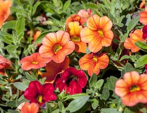 Zauberglöckchen - Calibrachoa