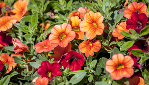 Zauberglöckchen - Calibrachoa