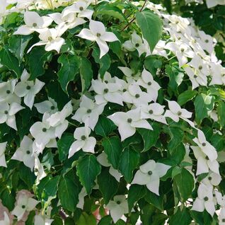 Japanischer Blumenhartriegel Milky Way