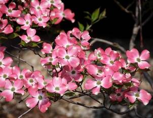 Cornus – Hartriegel für Garten & Park