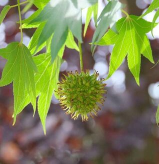 Kugelamberbaum Gum Ball