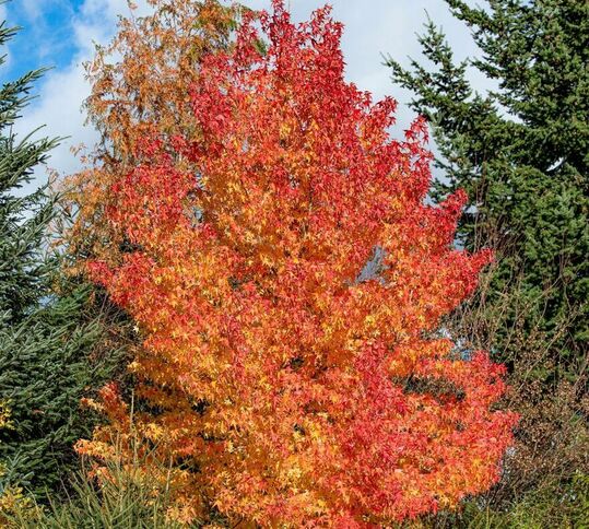 Leuchtende Herbstfärbung: Amberbaum Liquidambar styraciflua 