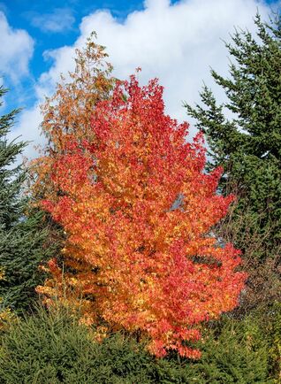 Leuchtende Herbstfärbung: Amberbaum Liquidambar styraciflua