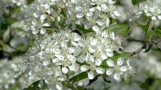 Sehr attraktiv sind die weissen Blüten mit den dunklen Staubgefässen Foto © PlantaPro