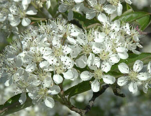 Apfelbeere – Aronia