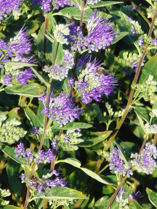 Als eher frostempfindliche Pflanze bevorzugt die Bartblume einen sonnigen Standort.