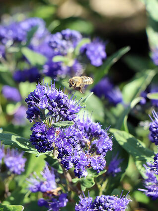 Dass blaue Blüten eine Seltenheit in der Pflanzenwelt sind, ist nur ein Grund dafür, sie im eigenen Garten zu pflanzen.