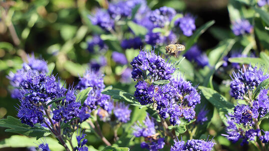 Dass blaue Blüten eine Seltenheit in der Pflanzenwelt sind, ist nur ein Grund dafür, sie im eigenen Garten zu pflanzen. 