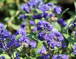 Bartblume – Caryopteris