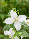 Die unterschiedlichen Sorten des Bauernjasmins bzw. Zimtröschens unterscheiden sich teils erheblich voneinander. Auf dem Bild zu sehen ist ein Philadelphus 'Manteau d´Hermine'.