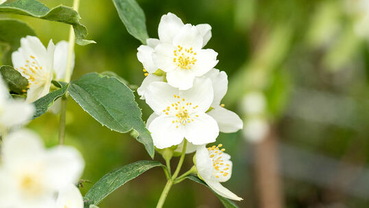 Die weissen Blüten des Zimtröschens haben einen Durchmesser von 3 Zentimetern.  