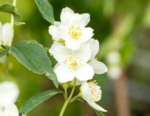 Bauernjasmin / Zimtröschen – Philadelphus coronarius