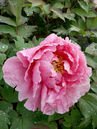 Paeonia suffruticosa 'Hana-kisoi'