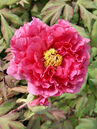 Paeonia suffruticosa 'Kaowi'