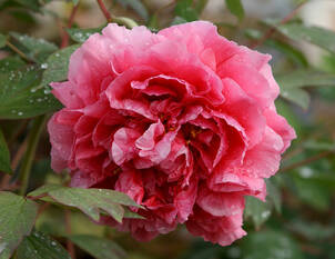 Baumpfingstrose – Paeonia suffruticosa