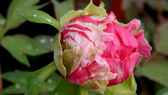 Paeonia suffruticosa 'Taishou-No-Hok' 