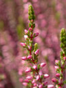 Calluna vulgaris Anette