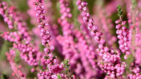 Calluna vulgaris Red Star  Foto © PlantaPro