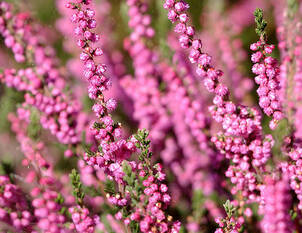 Besenheide – Calluna vulgaris