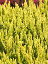  Calluna vulgaris 'Zeta' Foto © PlantaPro